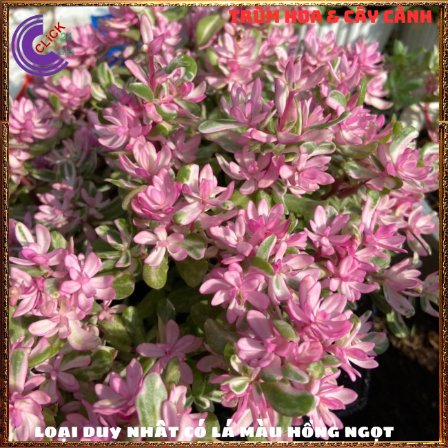 CẨM THẠCH LÁ HỒNG HẠNH PHÚC ĐẸP SÁNG BỪNG GÓC VƯỜN SIÊU XINH⏰ Hoa Mười Giờ Bonsai & Phụ Kiện