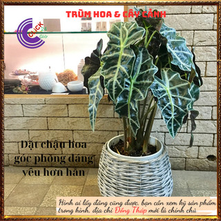 Chậu môn quan âm lá hình tim siêu cuốn hút mang đến điều tốt lành⌛ Siêu Thị Hoa Và Cây Giống