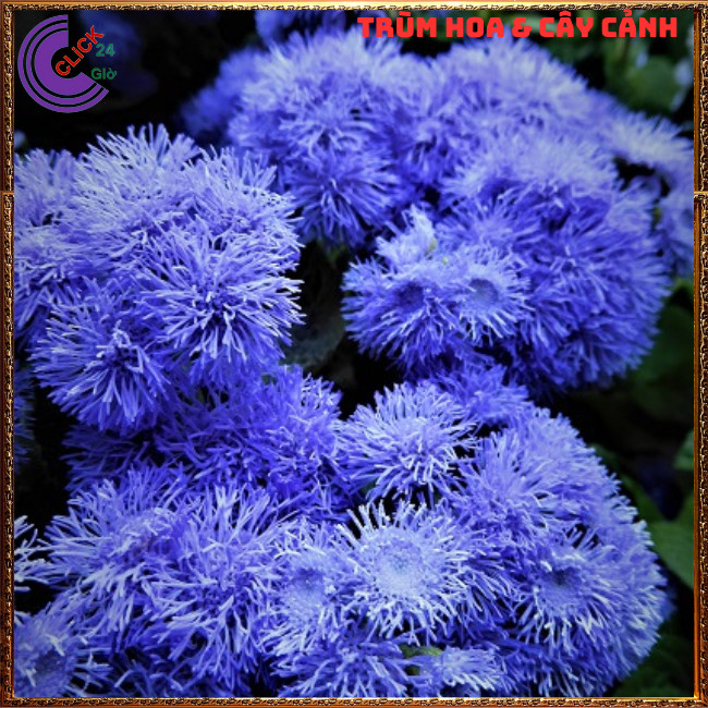 Chậu hoa CÚC LAM QUAN cúc sợi tím siêu đẹp dễ trồng nở quanh năm ⏰ Hoa Mười Giờ Bonsai & Phụ Kiện