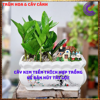 CHẬU CÂY KIM PHÁT TÀI NHỎ LÀM TIỂU CẢNH ĐỂ BÀN HÚT TÀI LỘC MAY MẮN 🕰Yêu Nhà Yêu Hoa
