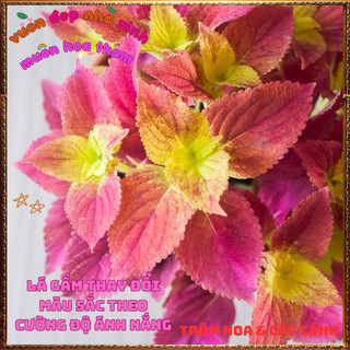 Chậu Lá Gấm Hoàng Hôn Màu Tuyệt Đẹp Tía Tô Cảnh Mới Mẻ Lạ Mắt ️🎊 Hoa Giống Mới Siêu Đẹp, Dễ Trồng