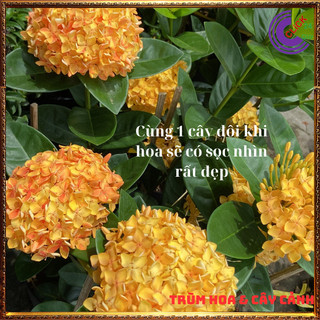 Hoa mẫu đơn vàng lá trung siêu đẹp rực rỡ hoa quanh năm dễ chăm sóc 📒 MiMa market