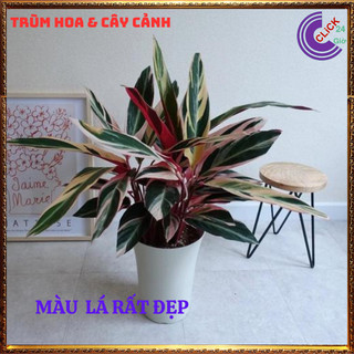 Chậu Hồng Quân Tử Cây Trồng Trong Nhà Cây Hồng Yến Màu Siêu Đẹp ⌛ Siêu Thị Hoa Và Cây Giống