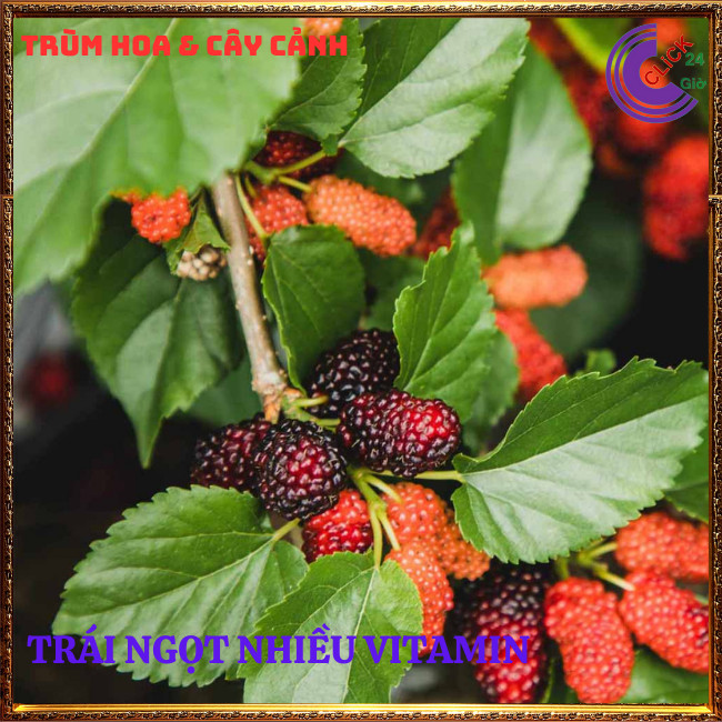 Cây Dâu Tằm Ăn Trái Thơm Ngon Nhiều Vitamin ⏰ Hoa Mười Giờ Bonsai & Phụ Kiện