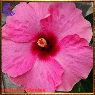 Cây hoa dâm bụt thái sen cánh đơn bông bụp đại hồng hoa cẩm quỳ khủng🕰Yêu Nhà Yêu Hoa