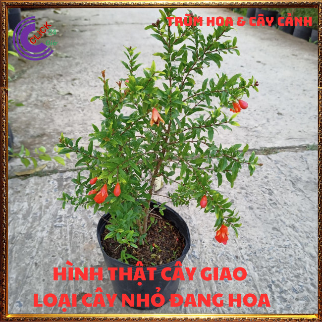 Cây Lựu Đỏ Quả To Mọng Ngọt Cao 60cm Đang Có Hoa Loại Siêu Trái⏰ TRÙM HOA VÀ CÂY CẢNH