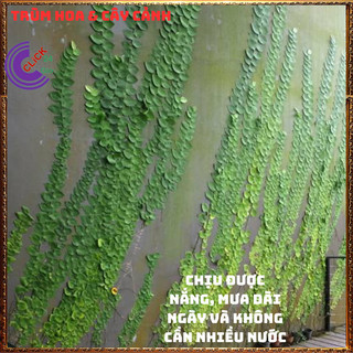 Dây thằn lằn lá to dây leo tường vảy ốc khỏe mạnh dễ trồng💍SHOP PP ONLINE CLICK 24 GIỜ
