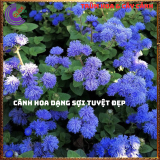 Chậu hoa CÚC LAM QUAN cúc sợi tím siêu đẹp dễ trồng nở quanh năm 💍 SHOP PP ONLINE CLICK 24 GIỜ