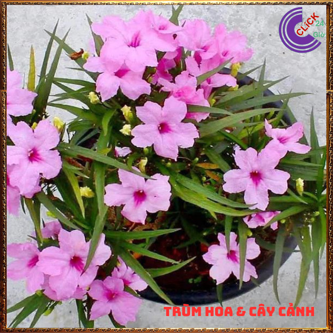 CHẬU HOA CHIỀU HỒNG NHẤT XINH HỒNG DẠ YẾN THẢO MEXICO NỞ QUANH NĂM⏰ TRÙM HOA VÀ CÂY CẢNH