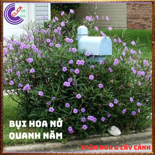 CHẬU HOA CHIỀU TÍM NHẤT XINH TÍM DẠ YẾN THẢO MEXICO NỞ QUANH NĂM️️🥁 MiMa market