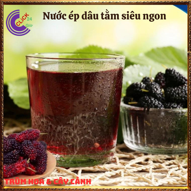 Cây Dâu Tằm Ăn Trái Thơm Ngon Nhiều Vitamin ⏰ TRÙM HOA VÀ CÂY CẢNH