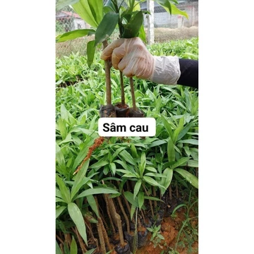 5 CÂY GIỐNG SÂM CAU ĐỎ ( cây dược liệu)
