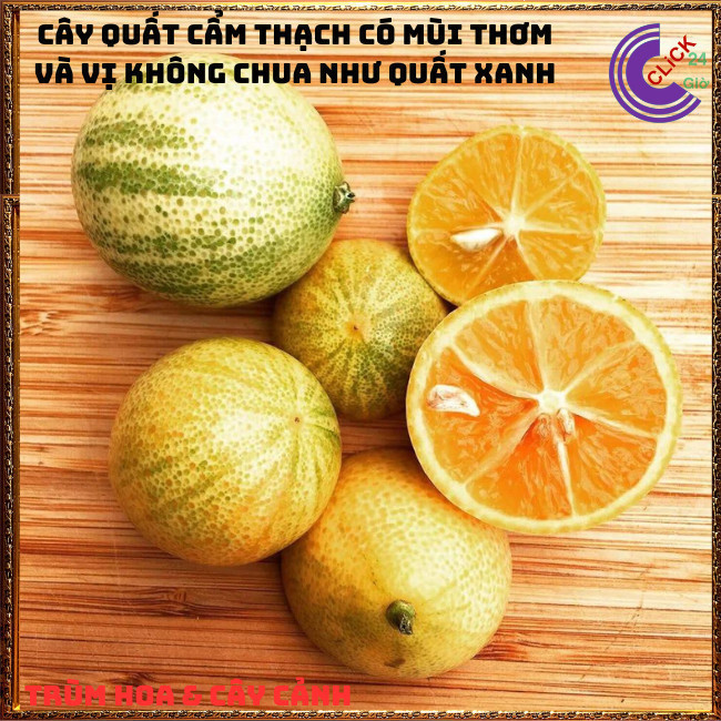 CHẬU TẮC CẨM THẠCH CAO TRÊN 50CM CÂY QUẤT, CÂY HẠNH THÁI SỌC ĐẸP ⏰ TRÙM HOA VÀ CÂY CẢNH
