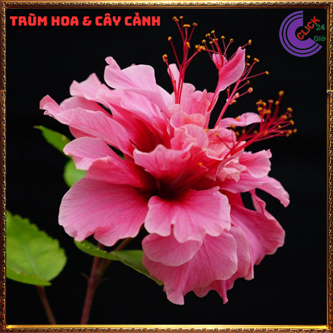 Chậu hoa râm bụt màu hồng kép bông bụp thái đại hồng hoa cẩm quỳ to⏰TRÙM HOA VÀ CÂY CẢNH