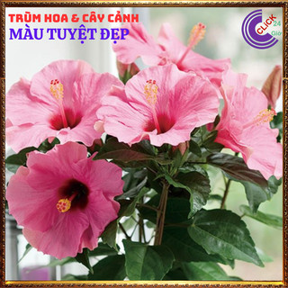 Chậu hoa râm bụt màu hồng cánh đơn bông bụp thái đại hồng hoa cẩm quỳ⌛Siêu Thị Hoa Và Cây Giống