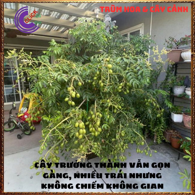 CÂY CÓC THÁI GIỐNG LÙN SIÊU TRÁI CÂY ĂN QUẢ TRỒNG CHẬU QUỐC DÂN⏰ Hoa Mười Giờ Bonsai & Phụ Kiện