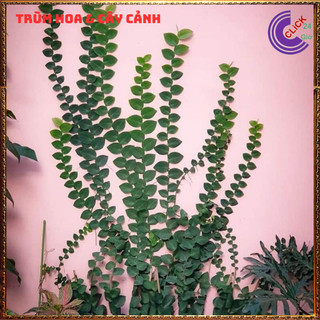 Dây thằn lằn lá to dây leo tường vảy ốc khỏe mạnh dễ trồng💍SHOP PP ONLINE CLICK 24 GIỜ