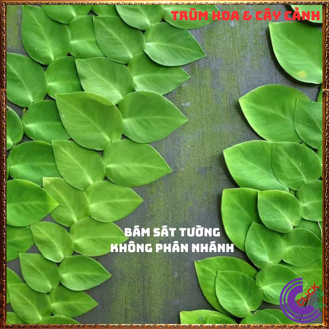 Chậu vảy ốc bám tường thằn lằn lá to dây leo trang trí xanh mát⏰TRÙM HOA VÀ CÂY CẢNH