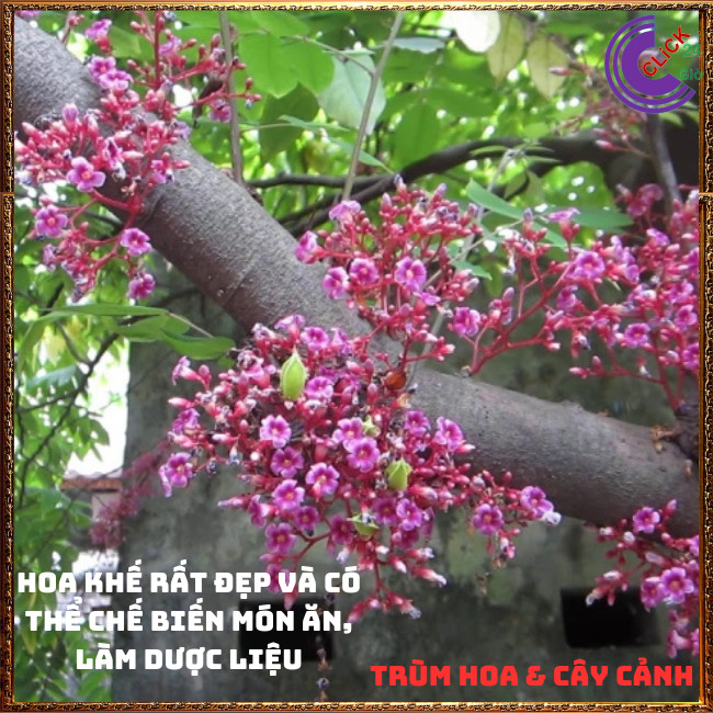 Chậu Cây Khế CHUA giống Thái Siêu Trái Cao 70cm dễ trồng nhanh trái🍇Hoa Mười Giờ Bonsai & Phụ Kiện