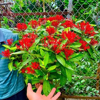 Hạt giống hoa mẫu đơn ta - gói 10 hạt dễ trồng