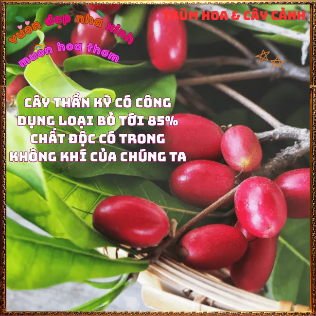 Chậu Cây Thần Kỳ Đổi Vị Cay Chua Đắng Mặn Thành Ngọt Thần Kì Chữa Bệnh✳️TRÙM HOA VÀ CÂY CẢNH