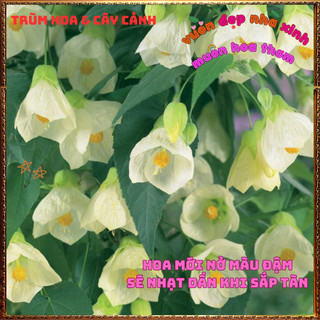 Chậu Cây Hoa Bụp Lồng Đèn TRẮNG KEM Râm Bụt Đèn Treo Màu Mới Tuyệt Đẹp⏳BẢO HÀNH CÂY GIỐNG VÀ HOA CHUẨN
