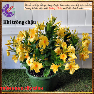 Chậu hoa huỳnh đệ vàng chói rực rỡ hoa leo đẹp siêu hoa dễ trồng🕰 Yêu Nhà Yêu Hoa