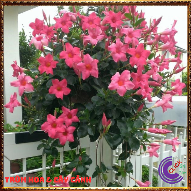 Chậu hoa trang đài hồng hoa hồng anh ngọt ngào dáng hoa loa kèn⏰ Hoa Mười Giờ Bonsai & Phụ Kiện