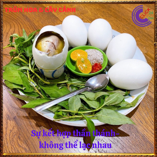 Chậu rau răm ta lá nhỏ rất thơm đem đến hương vị đặc biệt cho món ăn ⏰TRÙM HOA VÀ CÂY CẢNH