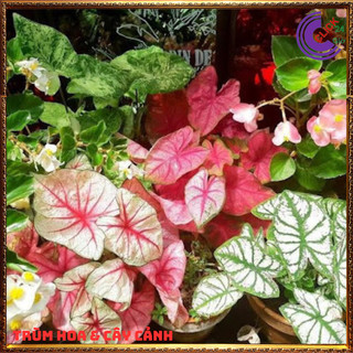 CHẬU MÔN ĐỐM KIỂNG ĐỂ BÀN HÚT KHÍ ĐỘC TIỂU CẢNH XINH XẮN⏰Hoa Mười Giờ Bonsai & Phụ Kiện