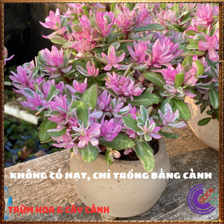 CẨM THẠCH LÁ HỒNG HẠNH PHÚC ĐẸP SÁNG BỪNG GÓC VƯỜN SIÊU XINH️💄 Siêu Thị Hoa