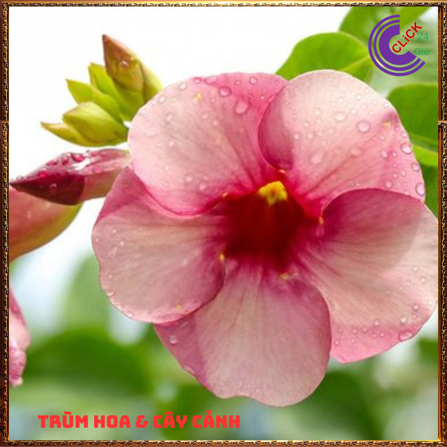 CHẬU CÂY HOA HUỲNH ANH TÍM TO ĐẰM THẮM LEO GIÀN TRỒNG BỤI ĐỀU ĐẸP⏰ Hoa Mười Giờ Bonsai & Phụ Kiện