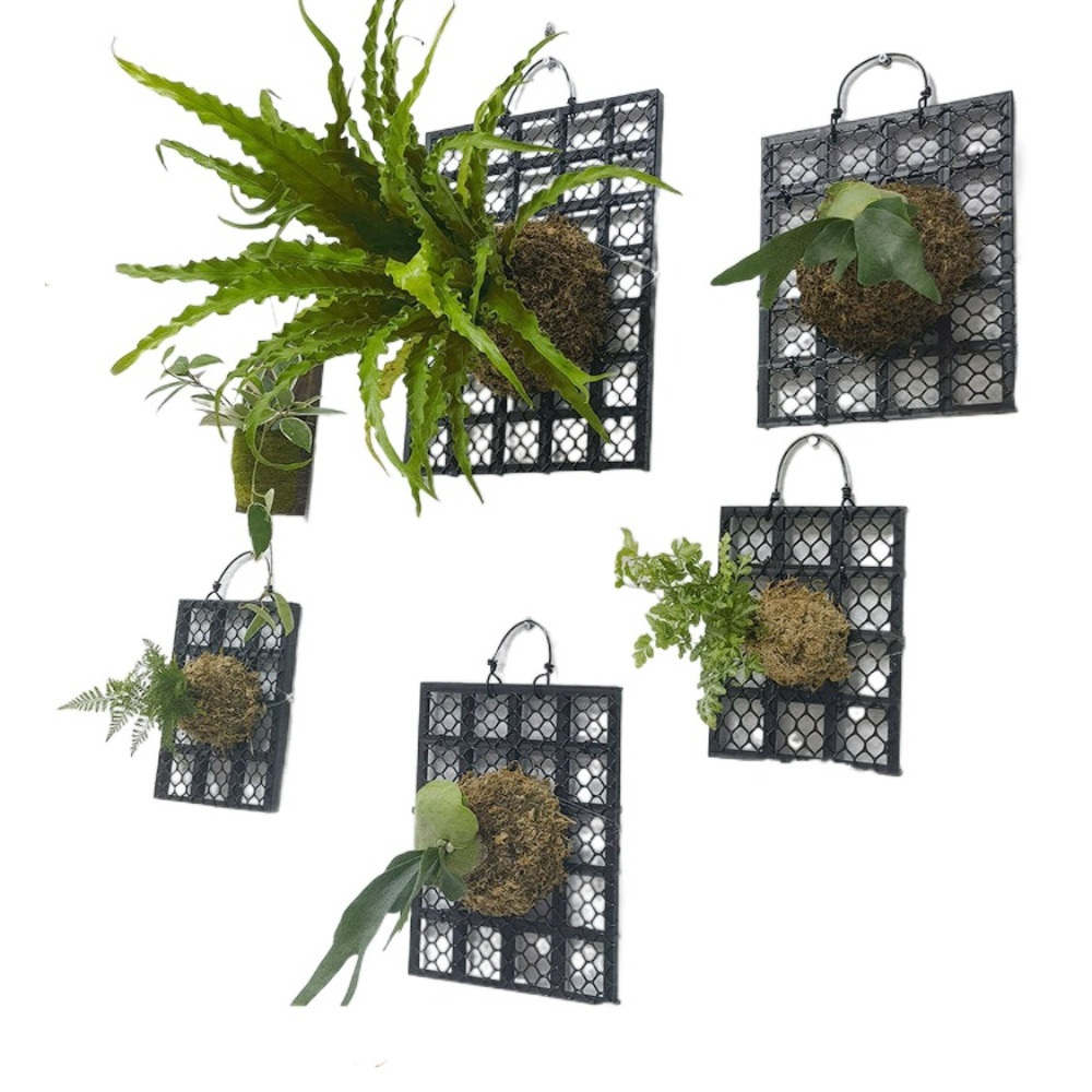 VVDZA Bảng treo trồng lan Dendrobium/Staghorn Fern, trang trí đen, nhựa
