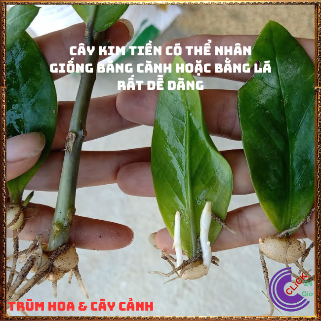 CHẬU CÂY KIM PHÁT TÀI NHỎ LÀM TIỂU CẢNH ĐỂ BÀN HÚT TÀI LỘC MAY MẮN ⏰Hoa Mười Giờ Bonsai & Phụ Kiện