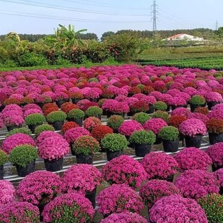 Hạt Giống Hoa Cúc Mâm Xôi Hàn Nhiều Màu - Trồng Tết bán cực chạy