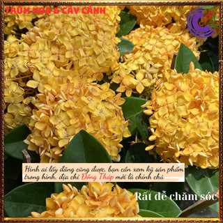 Hoa trang vàng lá trung siêu đẹp rực rỡ hoa quanh năm không sâu bệnh📕 Hoa Mười Giờ Bonsai & Phụ Kiện