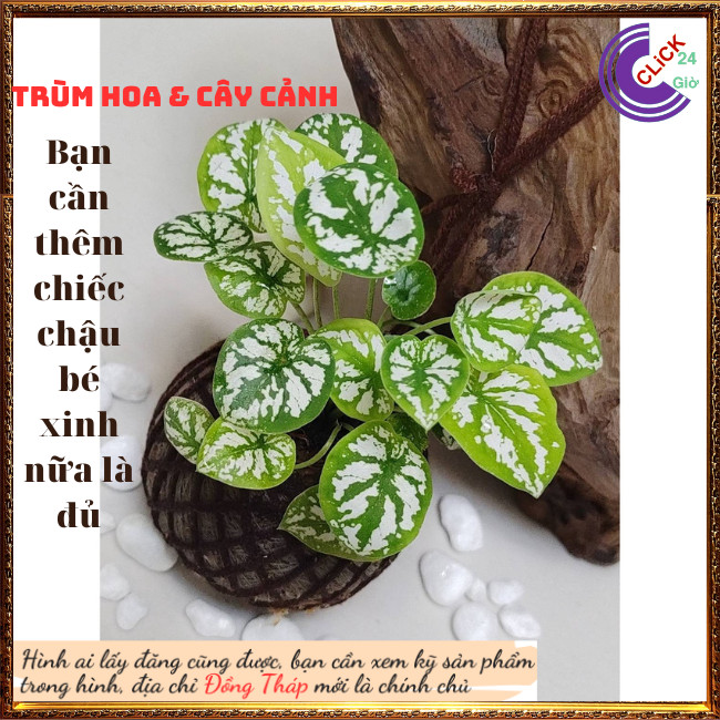 2 Chậu Cây Môn Đốm Trắng Mini Chậu Giao có nhiều cây tách ra rất hời⏰ Hoa Mười Giờ Bonsai & Phụ Kiện
