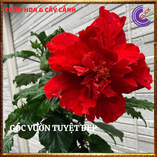 Cây hoa dâm bụt thái màu đỏ cánh kép bông bụp đại hồng hoa cẩm quỳ to🕰Yêu Nhà Yêu Hoa