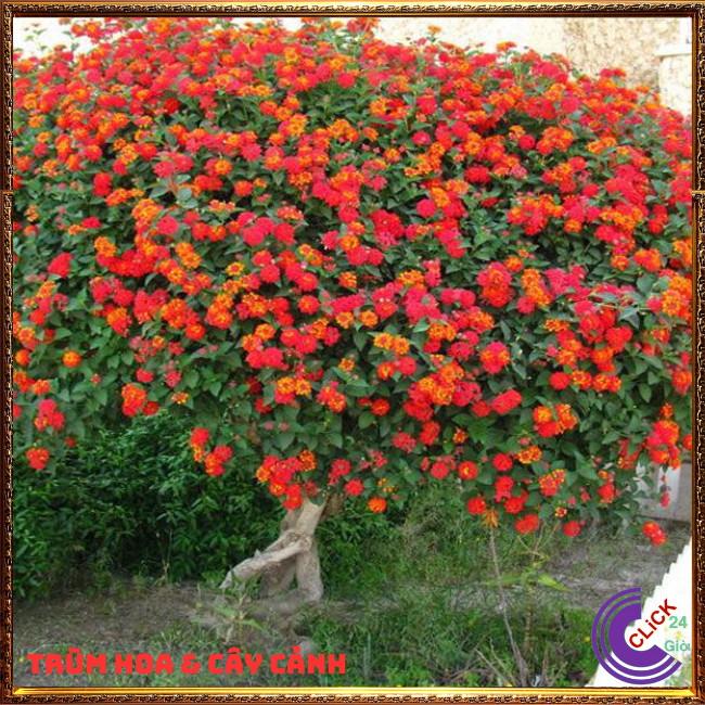 COMBO 9 CHẬU 9 MÀU HOA TRÂM ỔI RỰC RỠ THƠM NGÁT NGŨ SẮC TUYỆT ĐẸP⏳Hoa Mười Giờ Bonsai & Phụ Kiện