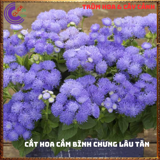 Chậu hoa CÚC LAM QUAN cánh hoa từng sợi lạ mắt siêu đẹp dễ trồng ⏰ TRÙM HOA VÀ CÂY CẢNH