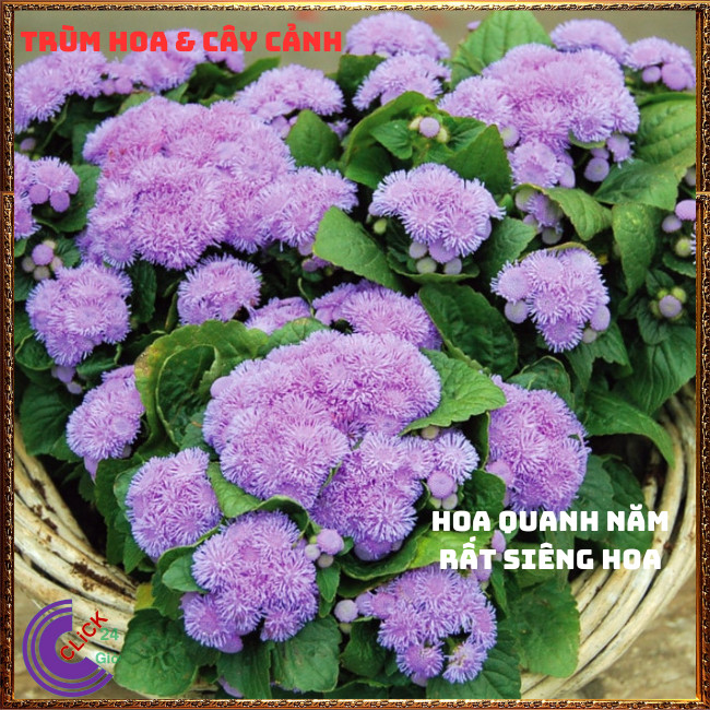 Chậu hoa CÚC LAM QUAN cánh hoa từng sợi lạ mắt siêu đẹp dễ trồng ⏰ TRÙM HOA VÀ CÂY CẢNH