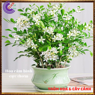 Cây nguyệt quế hoa thơm ngát nở xua đuổi tà khí mang lại tiền tài 💍 SHOP PP ONLINE CLICK 24 GIỜ