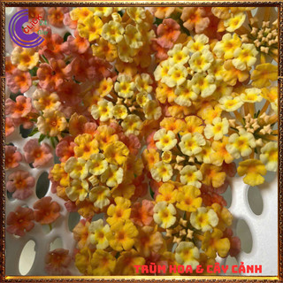 CÂY NGŨ SẮC VÀNG CAM MƠ TRỌN BỘ SƯU TẬP 50 MÀU TRÂM ỔI THƠM NGÁT ️💎 Siêu Thị Hoa