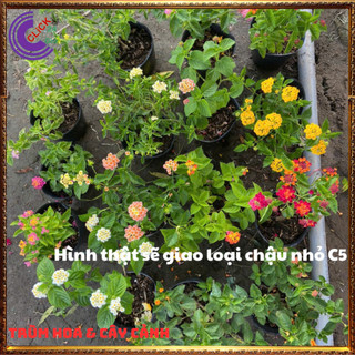COMBO 9 CHẬU 9 MÀU HOA NGŨ SẮC TUYỆT ĐẸP THƠM NGÁT TRÂM ỔI RỰC RỠ️⚜️Siêu Thị Hoa Và Cây Giống