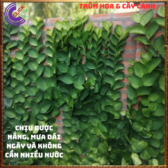 Chậu vảy ốc bám tường thằn lằn lá to dây leo trang trí xanh mát⏰TRÙM HOA VÀ CÂY CẢNH