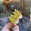 Woke Acrylic Móng Vuốt Kẹp Hoạt Hình Ong Mật Tóc Vuốt Kẹp Nữ Kẹp Tóc Trang Trí Tóc