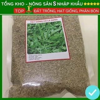 [NHẬP KHẨU F1] - Hạt giống cỏ lá Gừng Thái - trồng vườn tạo cảnh quan, cho gà ăn