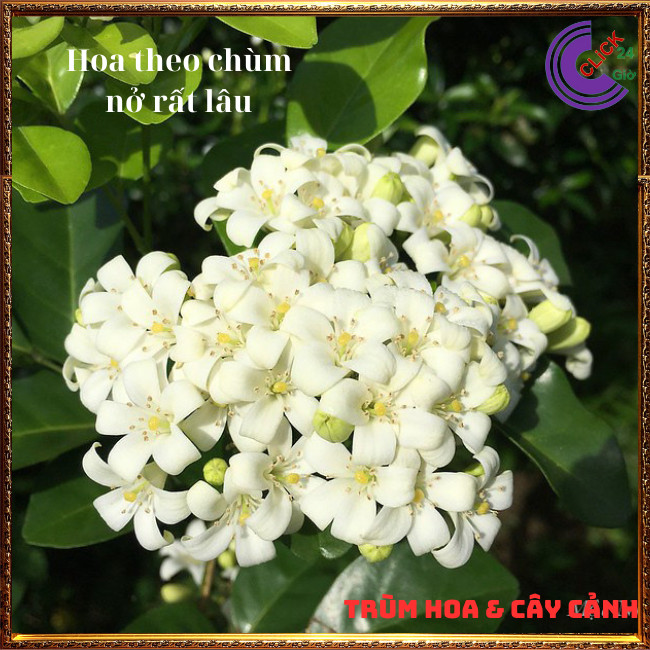 Cây nguyệt quế hoa thơm ngát nở xua đuổi tà khí mang lại tiền tài ⏰ Hoa Mười Giờ Bonsai & Phụ Kiện