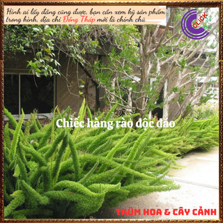 Chậu Cây Trúc Thiên Môn Siêu Phẩm Trang Trí Tùng Đuôi Chồn Đuôi Cáo⌛ Siêu Thị Hoa Và Cây Giống