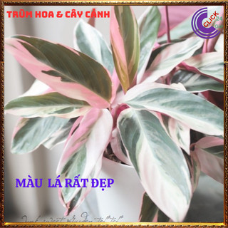 Chậu Hồng Quân Tử Cây Trồng Trong Nhà Cây Hồng Yến Màu Siêu Đẹp ⌛ Siêu Thị Hoa Và Cây Giống